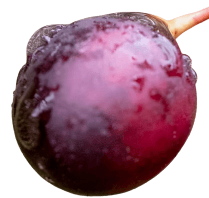 Wild Amazon açaí fruit